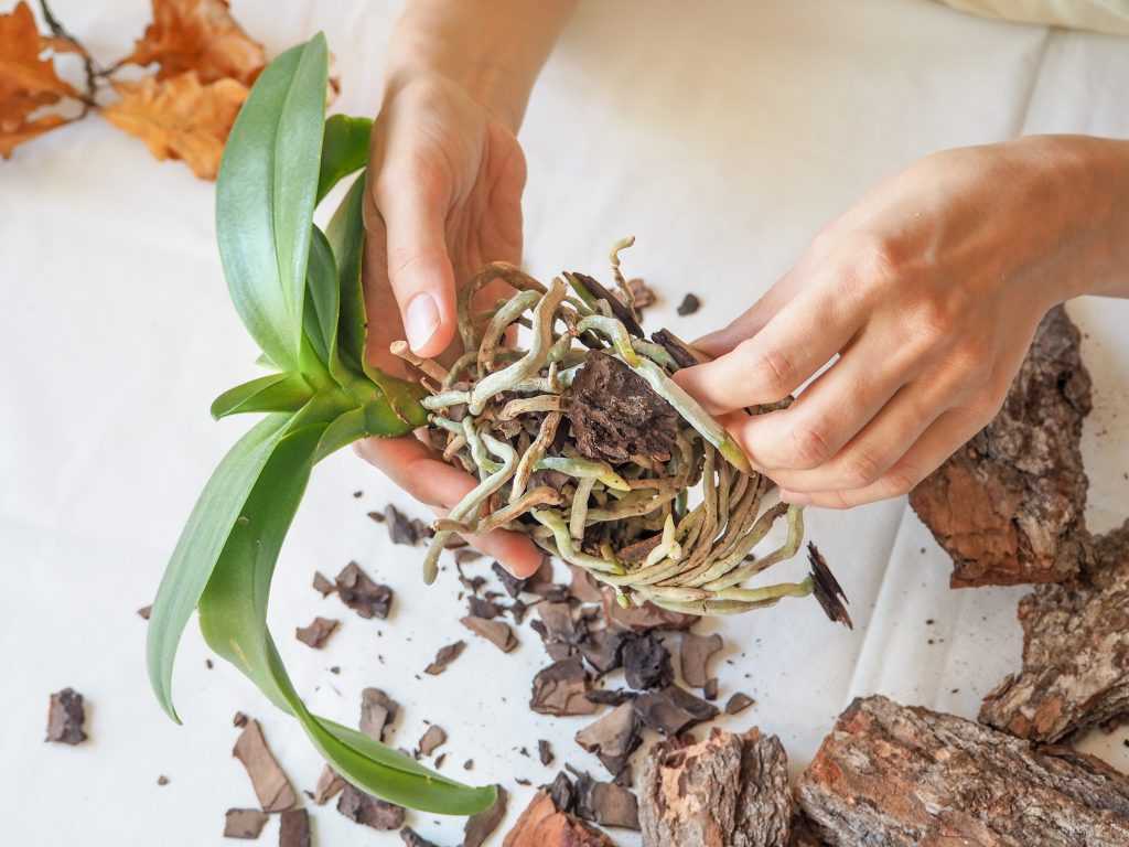 Засохли корни у орхидеи: как спасти и реанимировать растение в домашних условиях и надо ли их обрезать?