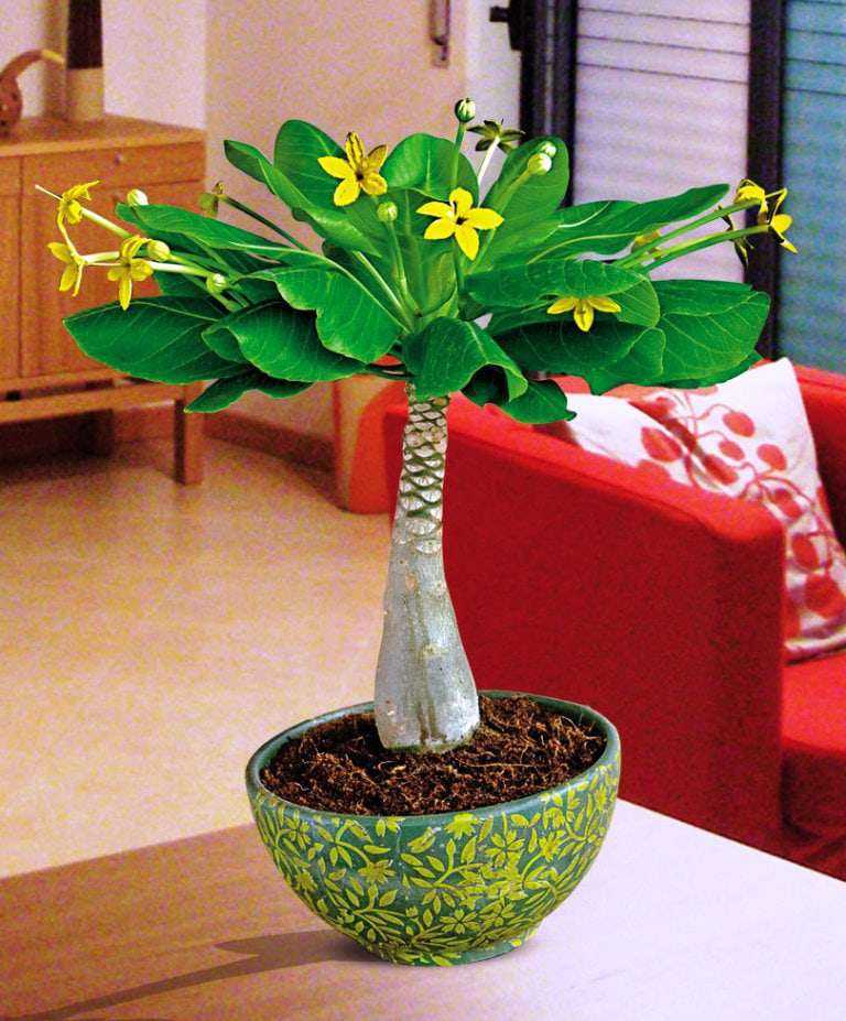 Как вырастить пальму из семян в комнатных условиях с рекомендациями по уходу