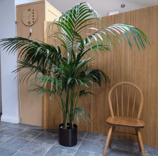 2021 ᐈ 🔥 (+79 фото) декоративная комнатная пальма в интерьере