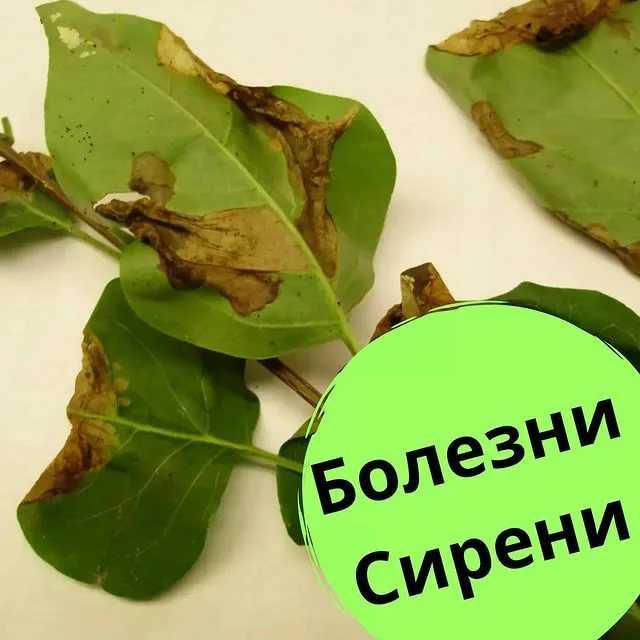 Коричневые пятна на листьях сирени: что это такое и что делать, если они появились