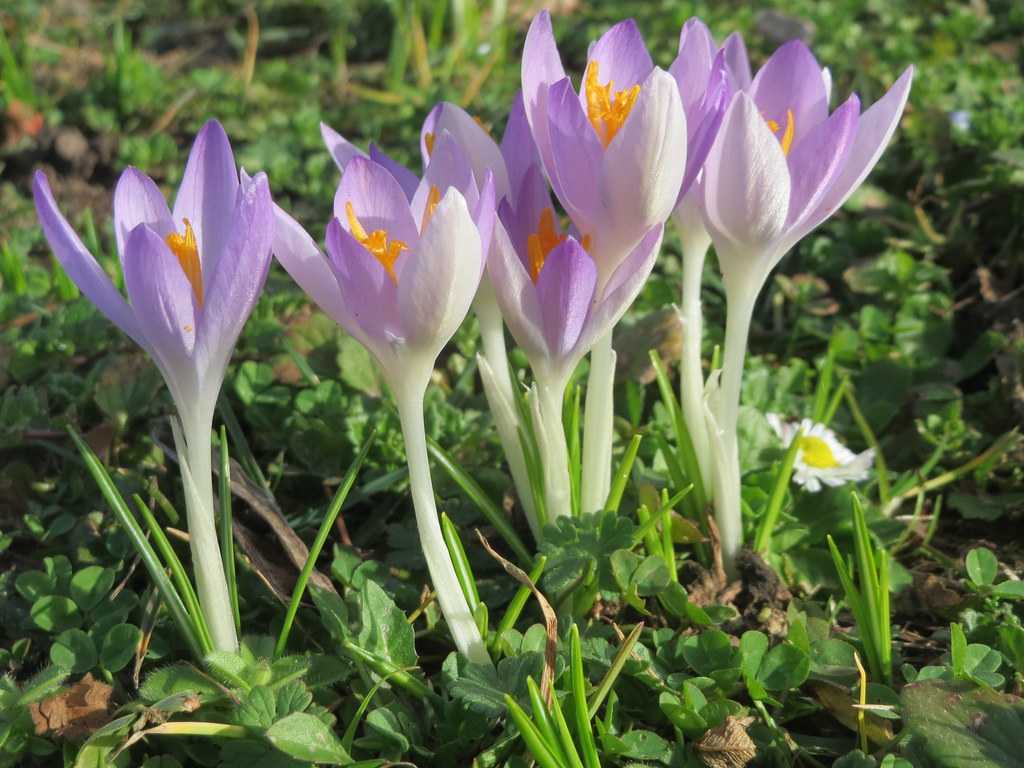 Крокус - цветок весны. посадка и уход в открытом грунте