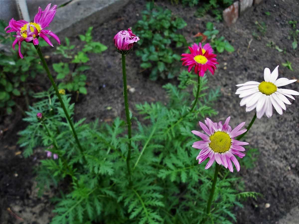 ᐉ цветок пиретрум: посадка и уход в открытом грунте, фото, выращивание из семян - roza-zanoza.ru