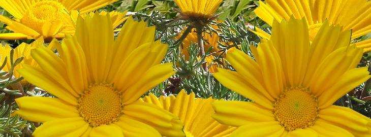 Кладантус арабский: растение в золотой короне
