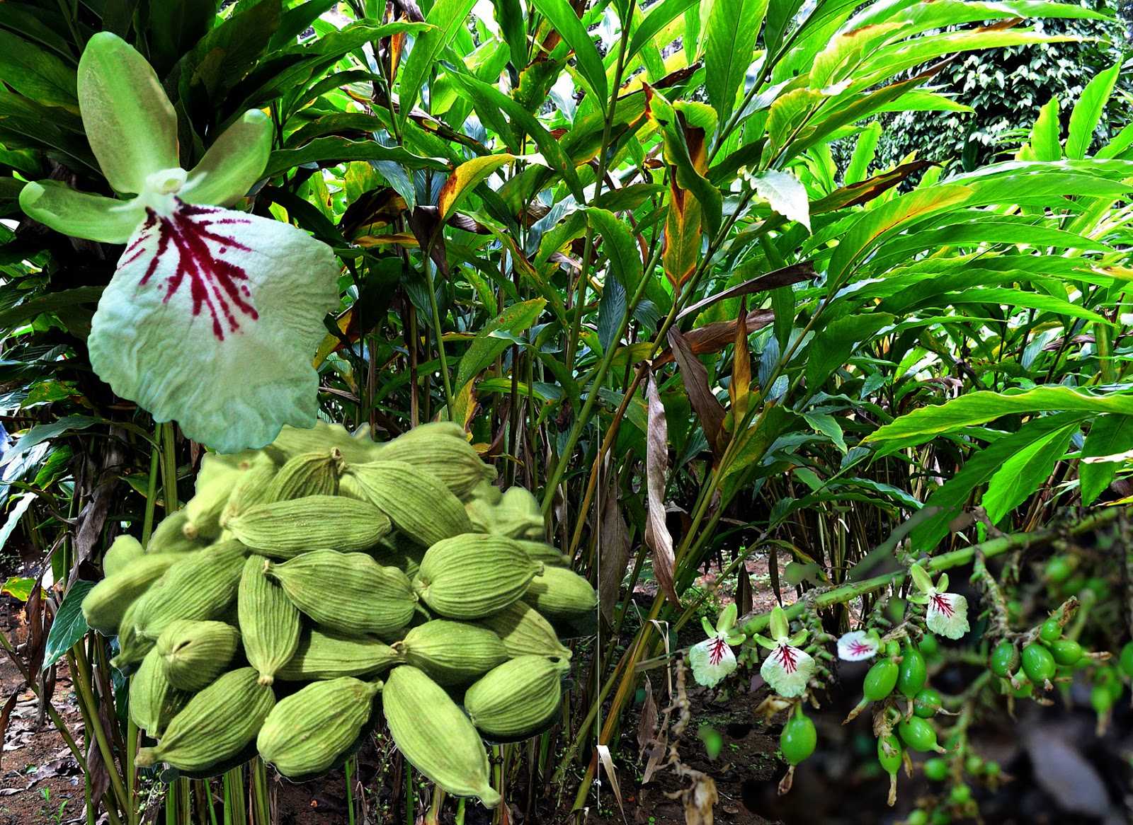 Как вырастить кардамон – самую дорогую специю в мире