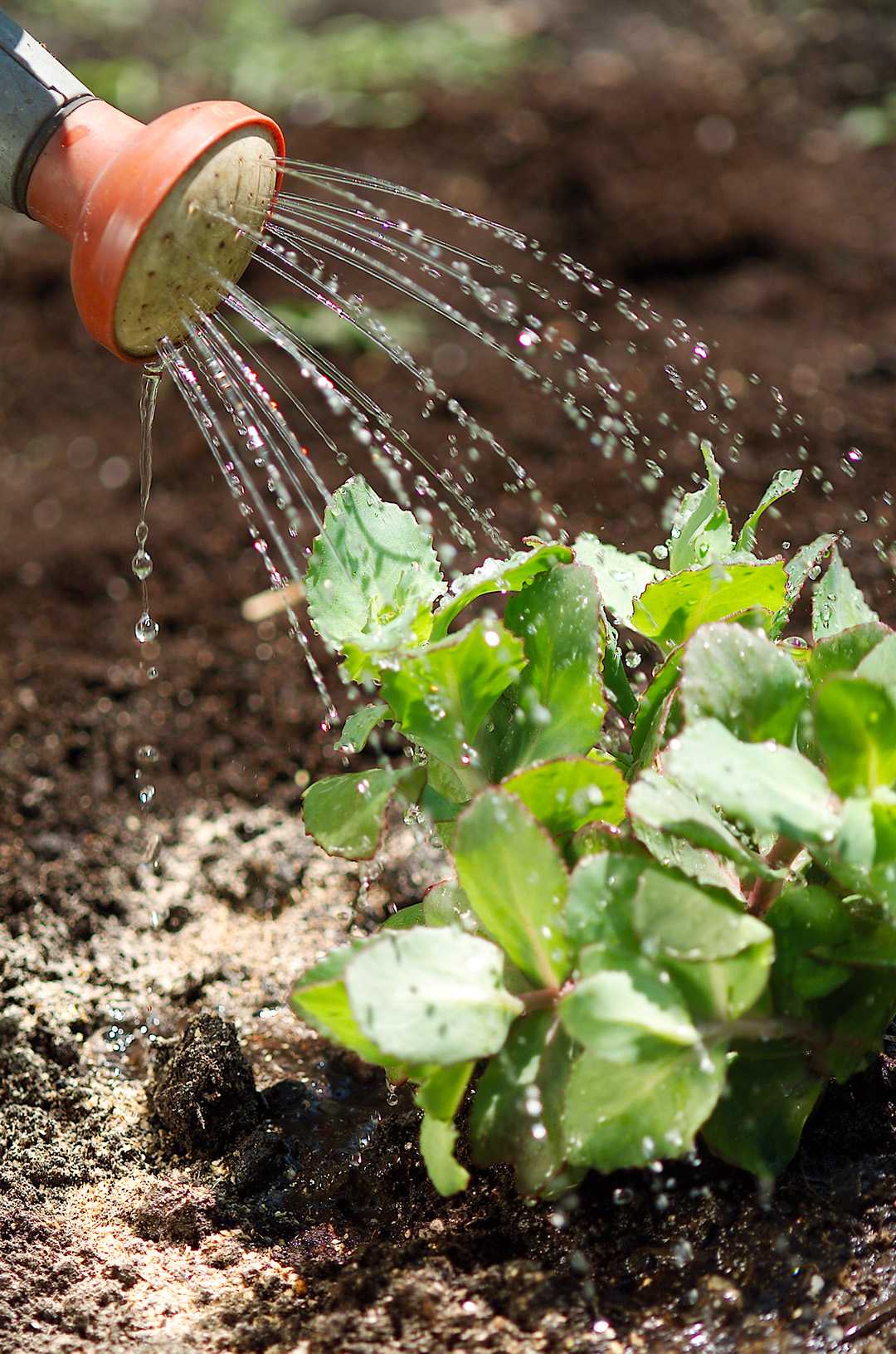 Как вырастить овощи без полива в засушливых регионах
