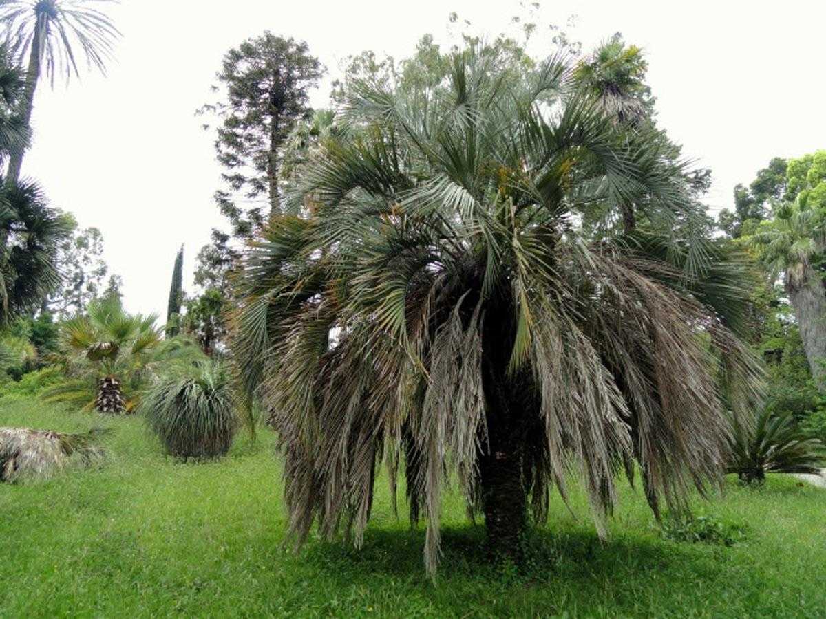 Как размножить пальму в домашних условиях? какие существуют способы размножения? selo.guru — интернет портал о сельском хозяйстве