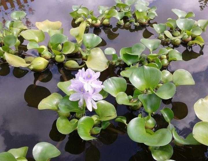 Эйхорния отличная или красивейшая, водяной гиацинт (eichhornia crassipes) или зеленая чума