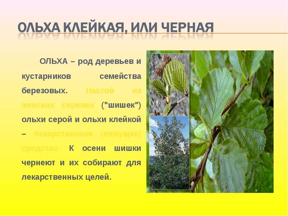 Ольха: описание и свойства деревьев рода alnus