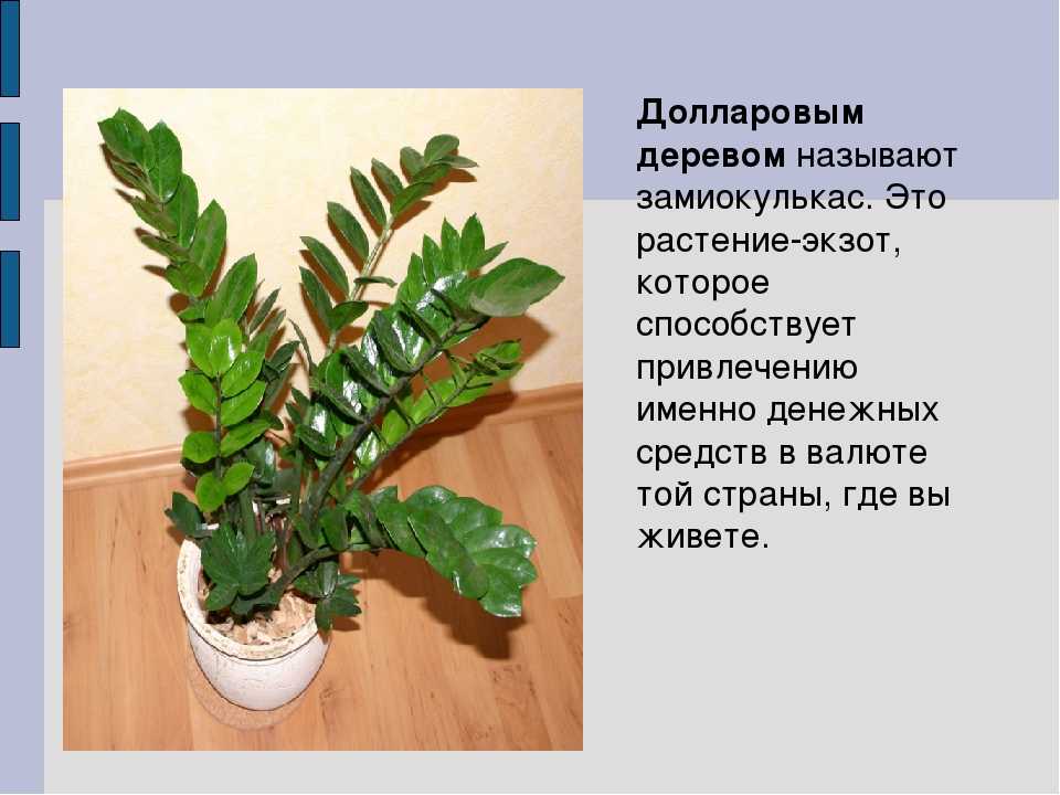 Вечнозеленый замиокулькас замиелистный. природные характеристики, посадка и уход за суккулентом