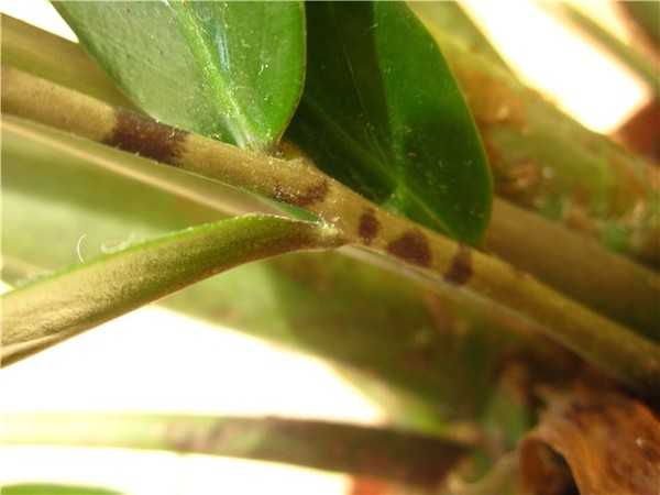 Что происходит с листьями замиокулькаса, и как помочь любимому растению
