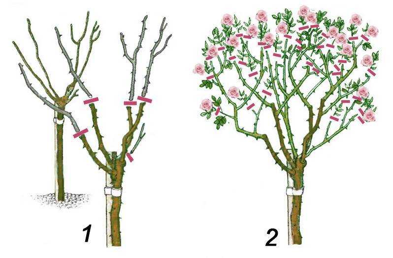 Правила обрезки роз разных видов с фото. период обрезки роз весной, летом, осенью, на зиму.