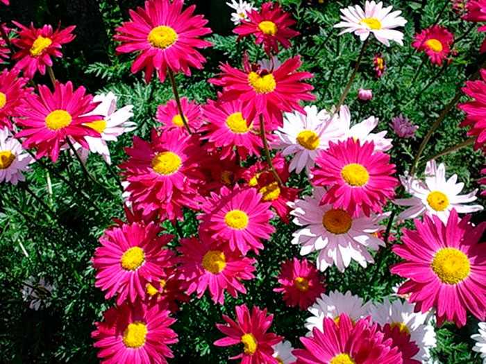 Матрикария — нежный цветок, посадка, размножение, уход - самоцветик
                                             - 5 марта
                                             - 43093593300 - медиаплатформа миртесен