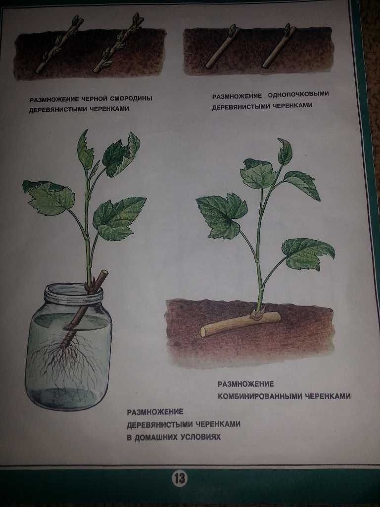 Лавровое дерево в домашних условиях: посадка, особенности выращивания, уход