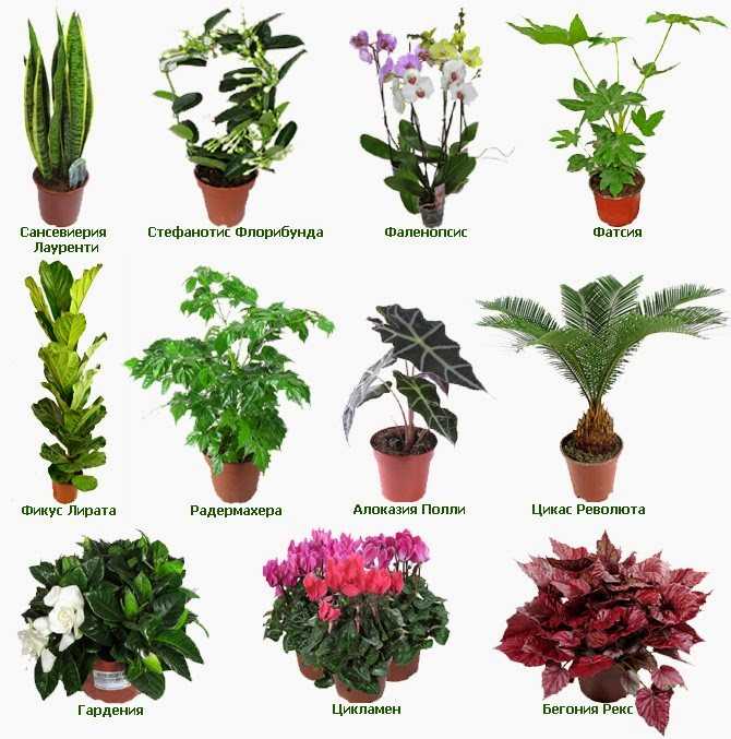 10 комнатных растений, не требующих особого ухода