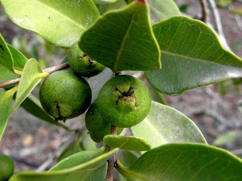 Гуава фрукт или заморское яблоко тропических лесов