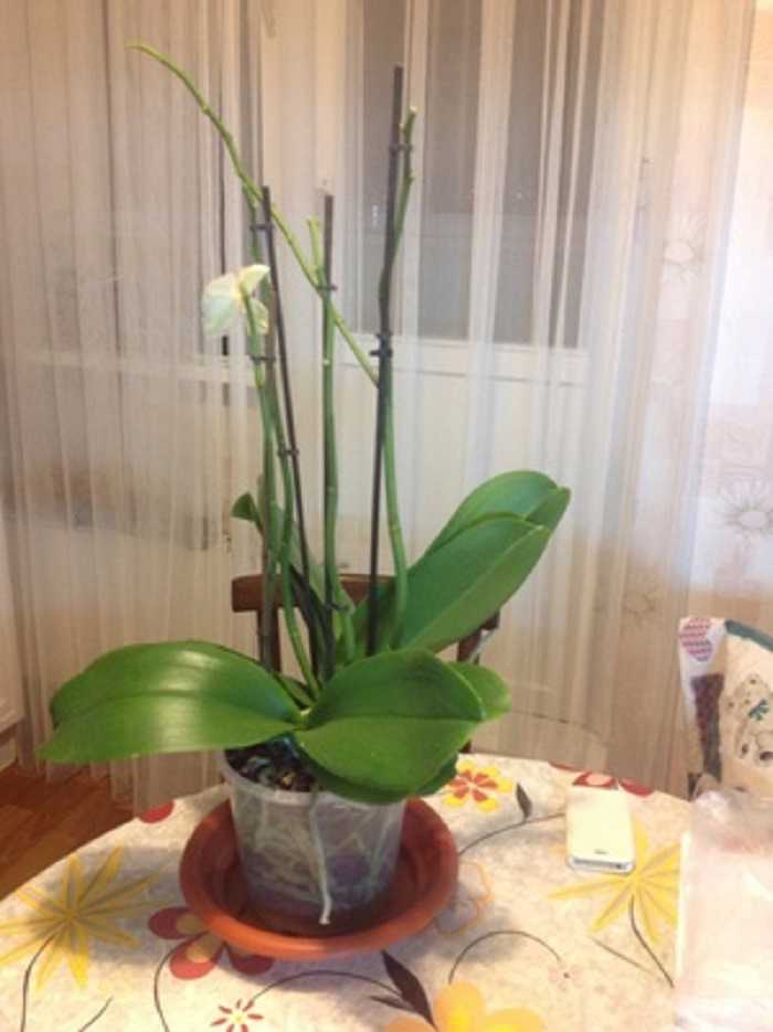 Гниют корни у орхидеи фаленопсис: что делать и как спасти цветок