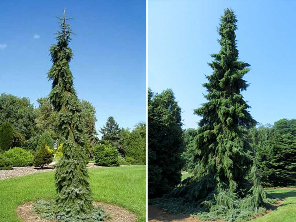 Канадская ель: описание и выращивание дерева