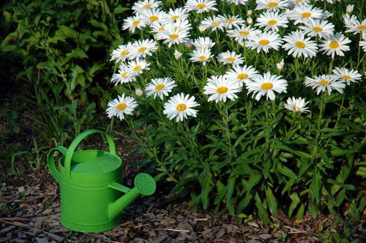 Нивяник: садовая ромашка, как поливать и как продлить цветение, где растет и как выглядит фото, описание цветка, выбор места посадки