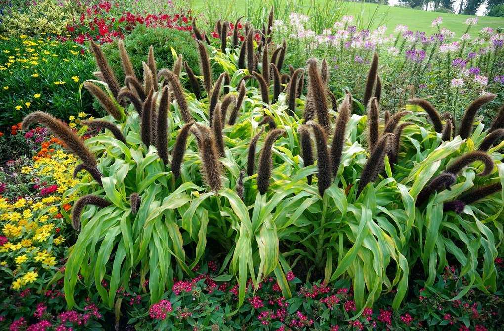 Трава щетинник сетария или могар выращивание из семян посадка и уход в открытом грунте фото в саду