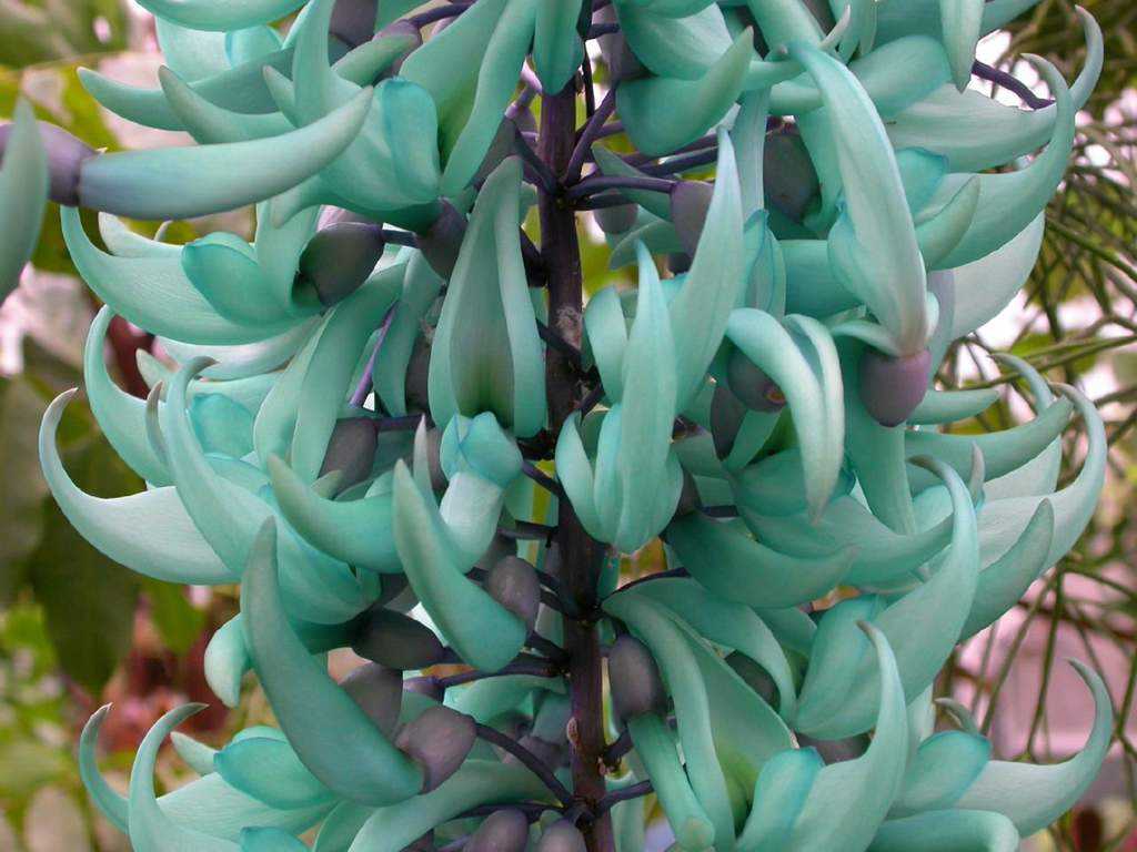 Стронгилодон крупнокистевой редкие и необычные цветы