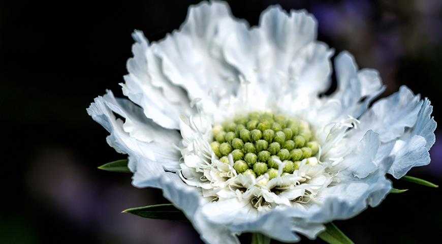 Цветок скабиоза: выращивание из семян, правила ухода, фото сортов и их описание