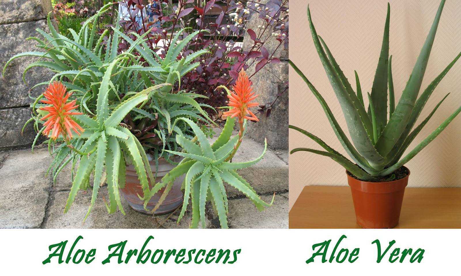 Алоэ пестрое (тигровое или aloe variegata): описание с фото и лечебные свойства пестролистного растения, условия для выращивания, уход за комнатным суккулентом