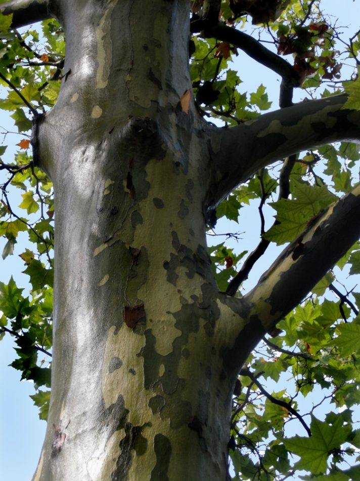 Дерево платан: как выглядит платановое дерево, виды, сколько лет живет