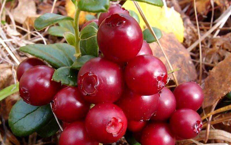 Красника - описание растения и ягоды, полезные и вредные свойства, состав, калорийность, фото