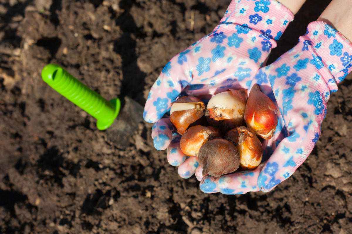 Осенняя посадка луковичных: простые правила и приемы