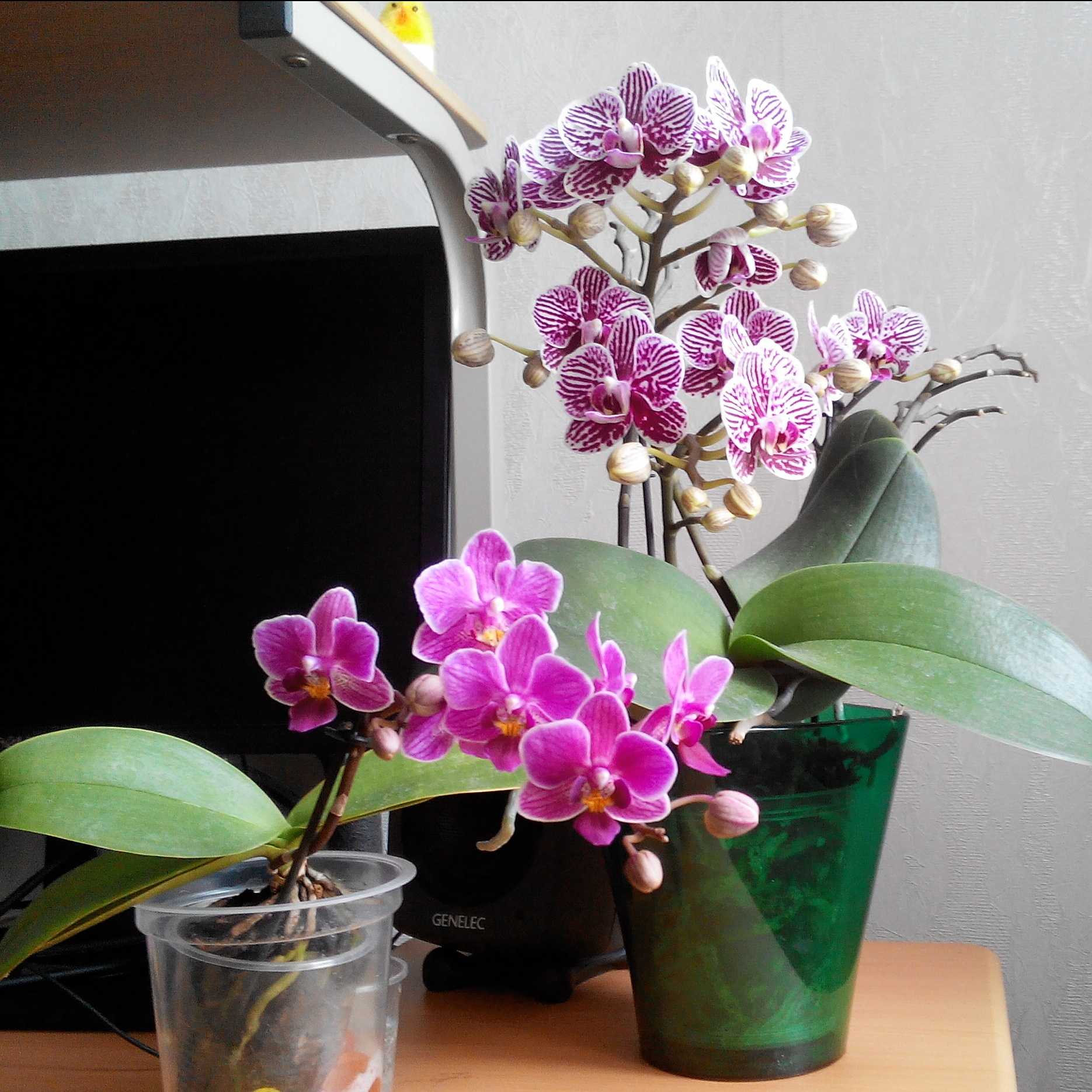 Орхидеи фаленопсис (phalaenopsis). пересадка.  | страна мастеров