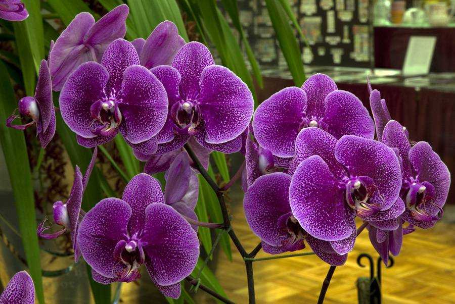 Болезни орхидеи фаленопсис и их лечение: фото, описание, инструкции