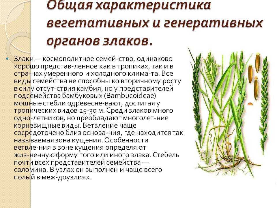 Растения семейства злаков: описание представителей, значение - tarologiay.ru