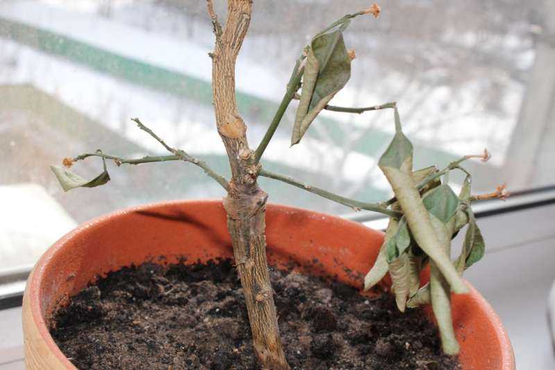 Комнатный каламондин — самый плодовитый среди цитрусовых. уход в домашних условиях. фото — ботаничка.ru
