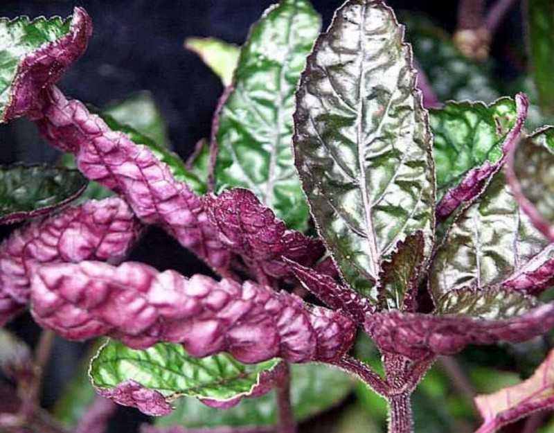 Гемиграфис: посадка, уход, размножение и виды красочного вафельного растения