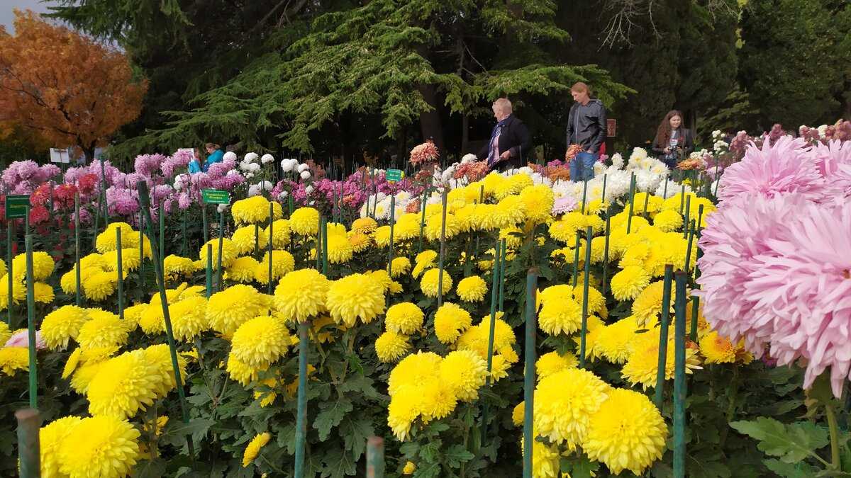 Поездка в никитский батанический сад  на "бал хризантем"