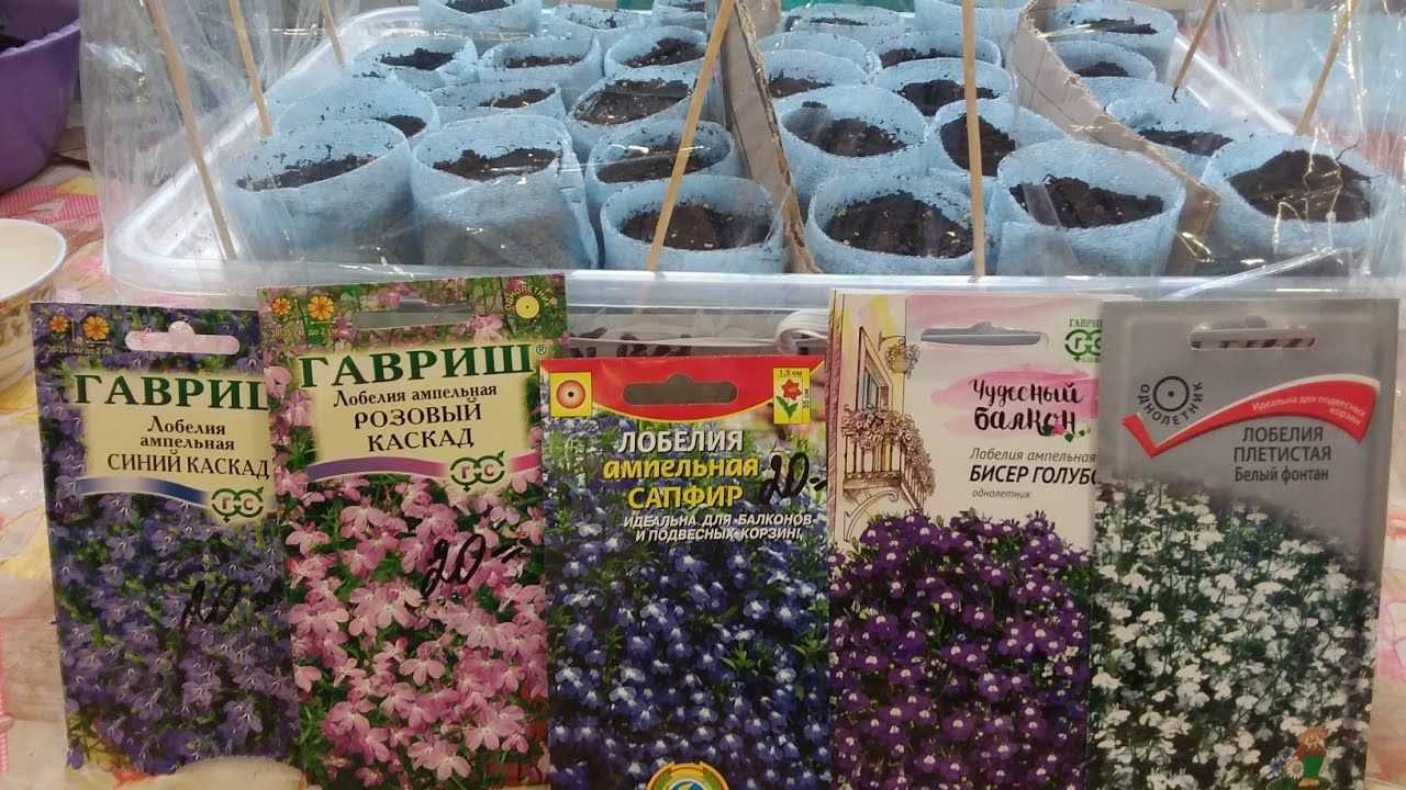 Цветок лобелия: посадка и уход в открытом грунте, фото лобелии, выращивание лобелии из семян