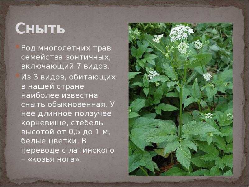 Бузина травянистая (sambucus ebulus): травянистое растение для открытого грунта, неприхотливый красивый и лечебный сорняк
