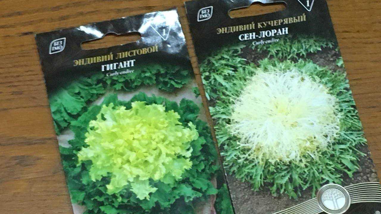 Цикорий салатный: выращивание из семян и выгонка зимней зелени
цикорий салатный: выращивание из семян и выгонка зимней зелени