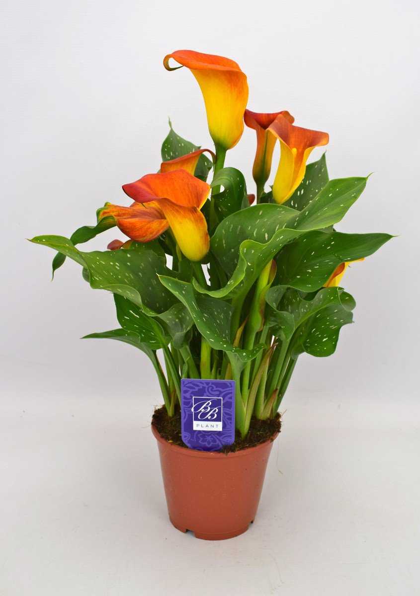 Зантедеския - комнатные растения представляет разноцветие