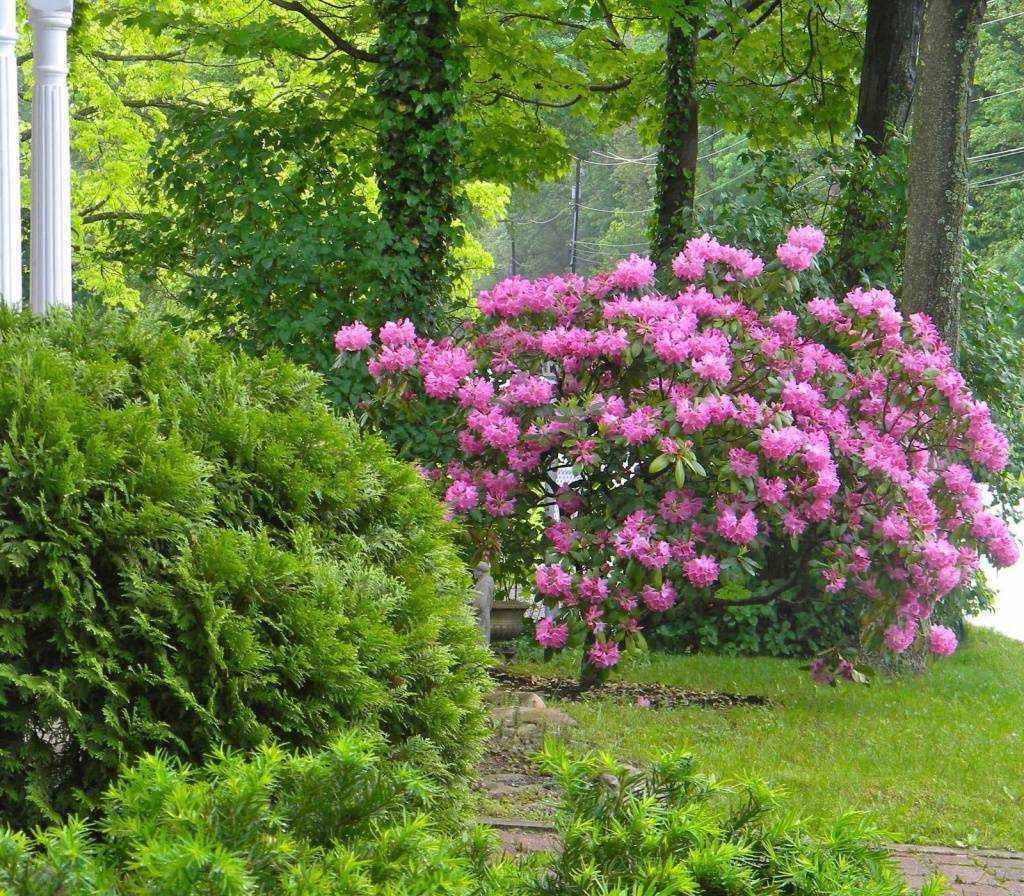 Вечнозеленые кустарники с листьями и растения для сада декоративные и цветущие: названия и фото