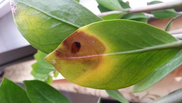 Замиокулькас: как вылечить растение и сохранить его здоровье
