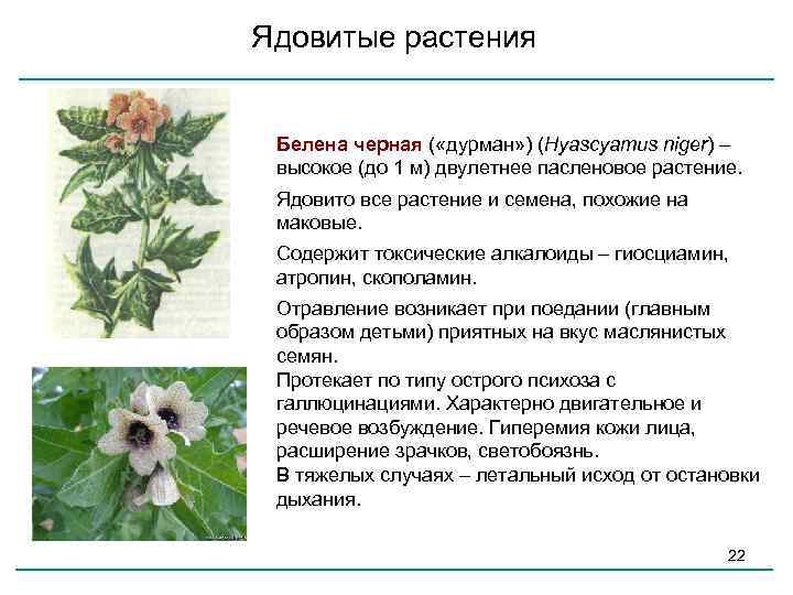 Белена: фото и описание травы, лечебные свойства и рецепты использования дурмана в медицине, отравление