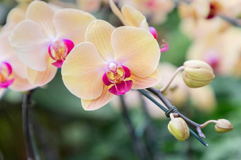 Гибридные фаленопсисы, в том числе семейство пятнистых орхидей и их каталог