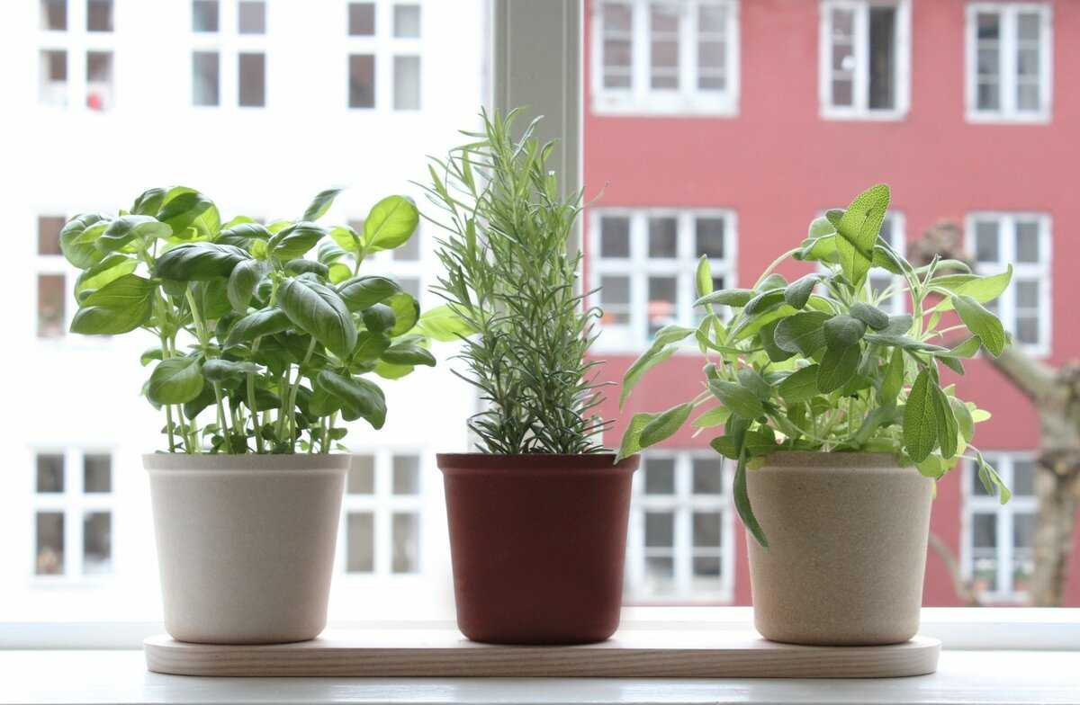 Комнатные хвойные растения - декоративные хвойные растения для дома - советы от специалистов студии фитодизайна флорен