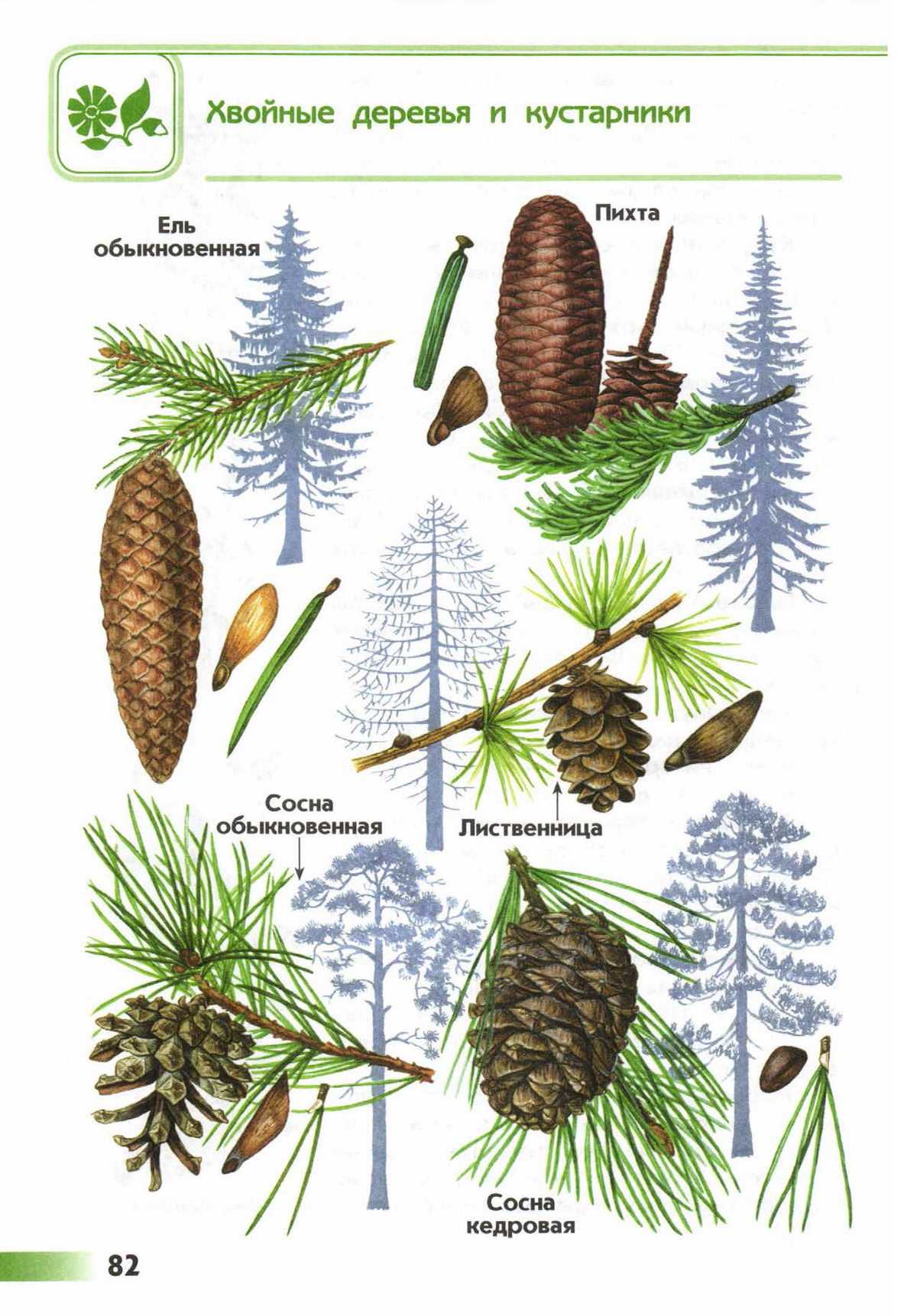 Хвойные растения: классы, виды хвойных деревьев