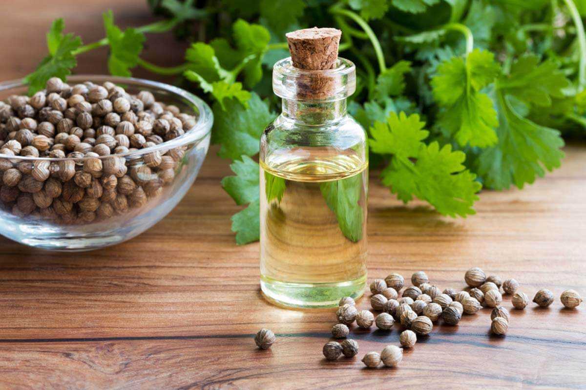 Семена кориандра: лечебные свойства и противопоказания, применение в народной медицине, как заваривать и принимать
