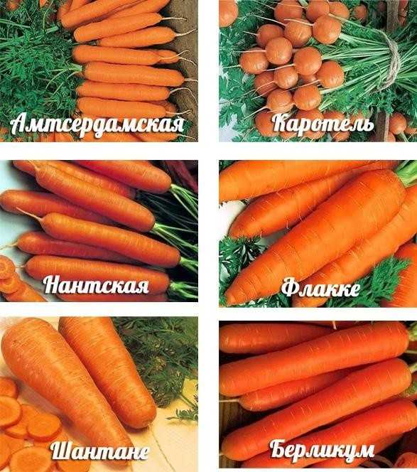 Морковь - раннеспелая и позднеспелая, сорта | россельхоз.рф