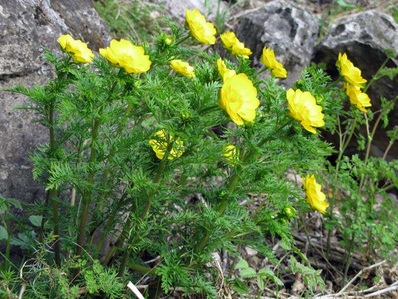 Цветок адонис — посадка и уход в открытом грунте
