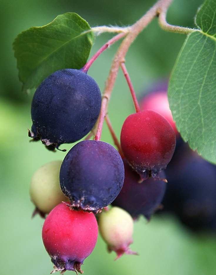Ирга дерево полезные свойства ягоды, посадка уход польза для здоровья
