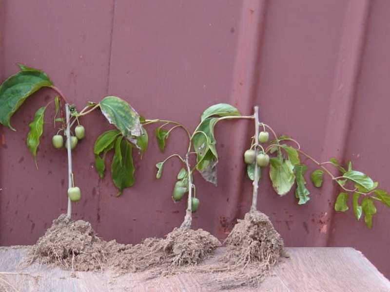 Всё про выращивание актинидии коломикта: сорта, посадка и уход